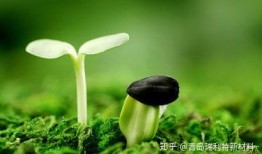 新植物预告爆料视频,神秘植物即将登陆游戏世界